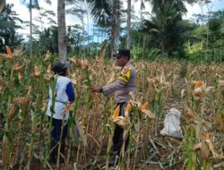 Bhabinkamtibmas Polresta Banyuwangi Dampingi Petani Panen Jagung, Dukung Swasembada Pangan