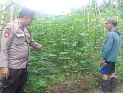 Sinergi Polri dan Warga Hijaukan Pekarangan Dengan Sayuran Mentimun, Dorong Ketahanan Pangan Keluarga
