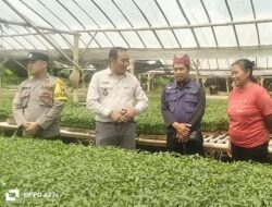 Polsek Cluring Monitoring Kebun Tomat Desa Sarimulyo Dukung Program Presiden Ketahanan Pangan