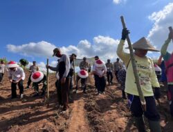 Dukung Asta Cita Presiden Prabowo, Polresta Banyuwangi Tanam Jagung Serentak Kuartal III di Lahan PTPN