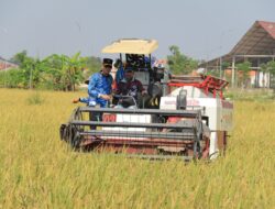 Panen Raya Lapas Lamongan, Bukti Nyata Dukungan Pemasyarakatan terhadap Ketahanan Pangan Nasional