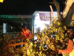 Pohon Tumbang Akibatkan Kemacetan di Kalipuro, Kapolresta Banyuwangi Pimpin Langsung Penanganan