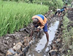 Gotong Royong TNI dan Warga Bangun Saluran Irigasi Demi Masa Depan Pertanian Siliragung
