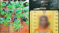 Polres Malang Berhasil Amankan Bandar Sabu Miliki Kebun Ganja di Tumpang