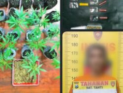Polres Malang Berhasil Amankan Bandar Sabu Miliki Kebun Ganja di Tumpang