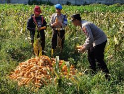 Dukung Ketahanan Pangan Nasional, Polresta Malang Kota dan Gapoktan Panen 2,5 Ton Jagung