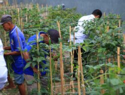 Lapas Banyuwangi Sulap Lahan Sempit Jadi Kebun Produktif, Dukung Ketahanan Pangan Nasional