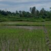 Dispertan Banyuwangi Siapkan Stimulus untuk Petani Jelang Musim Tanam Lebih Awal