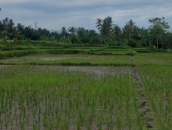 Dispertan Banyuwangi Siapkan Stimulus untuk Petani Jelang Musim Tanam Lebih Awal