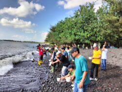 STP Tanam 3.000 Mangrove dan Lepas 100 Tukik di Pantai Cacalan Banyuwangi