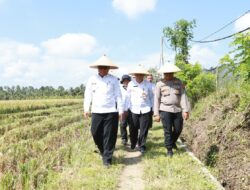 Dukung Swasembada Pangan Presiden, Pemkab dan Pupuk Kaltim Panen Demplot Padi di Banyuwangi