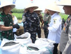 Lanal Banyuwangi Wujudkan Ketahanan Pangan Nasional Lewat Panen Raya Kedelai di Tegaldlimo