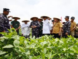 Petani Banyuwangi Sukses Tanam Kedelai Garuda Merah Putih, Siap Dukung Swasembada Kedelai Nasional