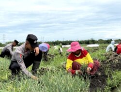 Siswa Diktukba SPN Polda Jatim Bantu Petani Bawang Merah di Nganjuk