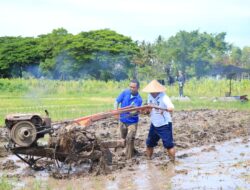Beri Teladan Nyata, Kalapas Banyuwangi Turun Langsung Bajak Sawah di Lahan Asimilasi dan Edukasi