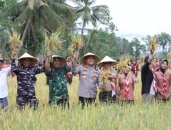 TNI–Polri dan Pemkab Banyuwangi Wujudkan Swasembada Pangan Lewat Panen Padi dan Tanam Jagung Kuartal IV di Sempu