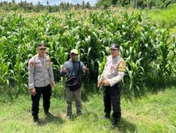 Polresta Banyuwangi Dorong Ketahanan Pangan: Polsek Rogojampi Pantau Budidaya Jagung di Desa Watukebo