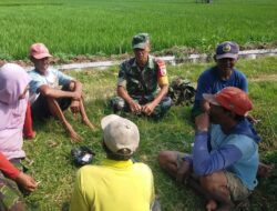 Babinsa Singojuruh Masuk ke Sawah, Komsos dengan Petani untuk Tingkatkan Ketahanan Pangan