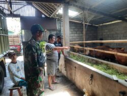 Babinsa Desa Cantuk Koramil 0825-13/Singojuruh Sertu Agus Supriyono Lakukan Komsos ke Peternakan Sapi