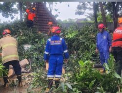 Respon Cepat Tim Gabungan Evakuasi Pohon Tumbang di Banyuwangi