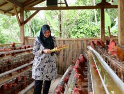 Desa Pakel Banyuwangi Bikin Peternakan Ayam Petelur, Rutin Bagikan Warga Kurang Mampu