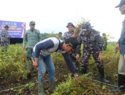 DUKUNG KETAHANAN PANGAN NASIONAL, DANLANAL BANYUWANGI PIMPIN PANEN RAYA KEDELAI “GARUDA MERAH PUTIH” DI ALAS PURWO