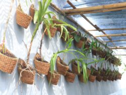 Bekali Masa Depan, Lapas Banyuwangi Kembangkan Kemandirian Warga Binaan Lewat Budidaya Anggrek