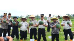 Panen Raya di Lapas Banyuwangi Hasilkan 3 Ton Semangka, Sebagian Hasil Penjualan Akan Disumbangkan untuk Bencana Sumatera