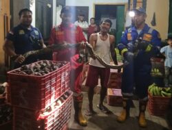 Damkarmat Banyuwangi Evakuasi Ular Piton 4 Meter di Permukiman Warga Purwoharjo