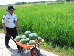 Panen Raya Semangka Jilid Dua, SAE Paswangi Lapas Banyuwangi Kian Produktif