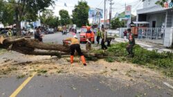 Aksi Cepat Babinsa Sertu Arief Suherman Bantu Evakuasi Pohon Tumbang di Jalur Utama Rogojampi