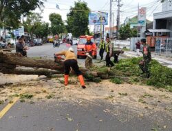 Aksi Cepat Babinsa Sertu Arief Suherman Bantu Evakuasi Pohon Tumbang di Jalur Utama Rogojampi