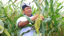 Panen 10 Ton Jagung, SAE Paswangi Lapas Banyuwangi Perkuat Ketahanan Pangan Nasional