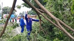 Aksi Cepat Sat Polairud Polresta Banyuwangi Evakuasi Pohon Tumbang di Jalur Nasional