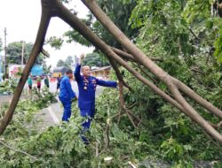 Aksi Cepat Sat Polairud Polresta Banyuwangi Evakuasi Pohon Tumbang di Jalur Nasional