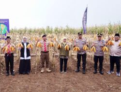 Bersama Bupati Ipuk, Gubernur dan Kapolda Jatim Panen Raya Jagung di Banyuwangi