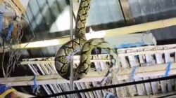 Dinas Damkarmat Evakuasi Ular Piton 3,5 Meter di Atap Kandang Ayam Warga Blimbingsari