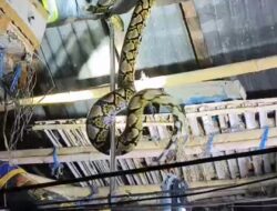 Dinas Damkarmat Evakuasi Ular Piton 3,5 Meter di Atap Kandang Ayam Warga Blimbingsari