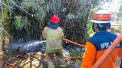 Kebakaran Lahan Bambu di Wongsorejo Banyuwangi, Diduga Dipicu Puntung Rokok