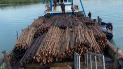 Ditpolairud Polda Kepri Gagalkan Penyelundupan 12.000 Batang Kayu Bakau ke Singapura