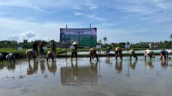 Antisipasi Kemarau Panjang, Banyuwangi Percepat Tanam Padi Serentak