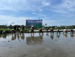 Antisipasi Kemarau Panjang, Banyuwangi Percepat Tanam Padi Serentak