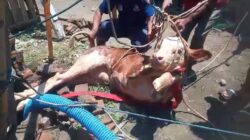 Dramatis! Sapi Terperosok ke Sumur 12 Meter, Tim Damkar Banyuwangi Berhasil Evakuasi dengan Selamat