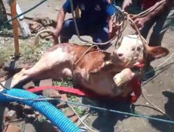 Dramatis! Sapi Terperosok ke Sumur 12 Meter, Tim Damkar Banyuwangi Berhasil Evakuasi dengan Selamat