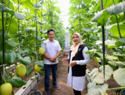 Program Bupati Ipuk Regenerasi Petani Berhasil, Kini Banyak Anak Muda Banyuwangi Berkreasi di Pertanian