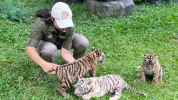 Langka Dan Membanggakan, Harimau Benggala Putih Lahir di Taman Safari Prigen