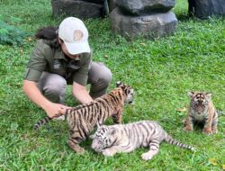 Langka Dan Membanggakan, Harimau Benggala Putih Lahir di Taman Safari Prigen