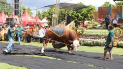 Parade Sapi Jumbo di Kontes, Pameran, dan Bursa Ternak, Ajang Promosi Ternak Unggul Banyuwangi