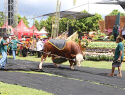 Parade Sapi Jumbo di Kontes, Pameran, dan Bursa Ternak, Ajang Promosi Ternak Unggul Banyuwangi