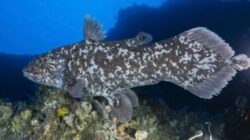 Ikan Purba Coelacanth Ditemukan di Indonesia, Bukti “Kebangkitan” Spesies 66 Juta Tahun